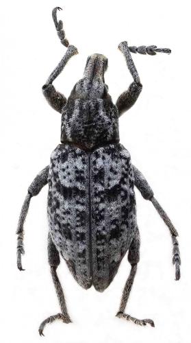 Réf. 252 147 : Coniocleonus turbatus